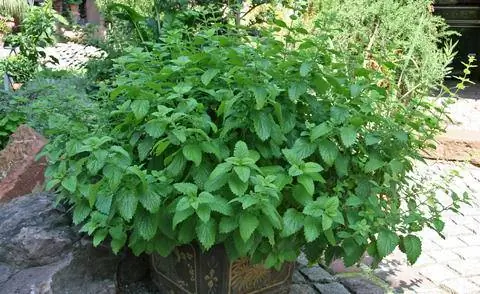 Лимонный бальзам в горшке