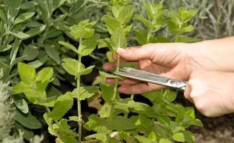 Урожай лимонной мяты