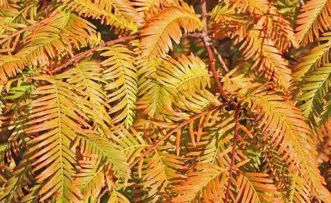 Осенние краски первобытного красного дерева