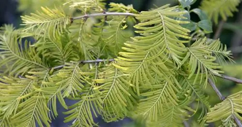 Древняя секвойя, китайское красное дерево