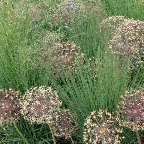 Аврора вересковая в сочетании с декоративным луком