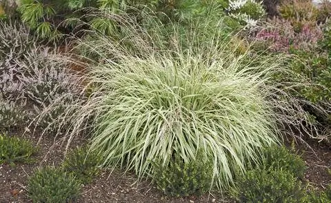 Молиния голубая 'Variegata'