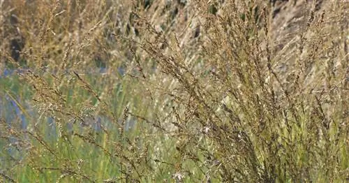 Бентграсс, трава вересковой пустоши