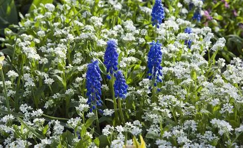 белоцветковый сорт лесной незабудки 'Snowsylva'