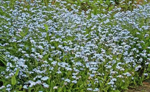 Групповая посадка лесных незабудок