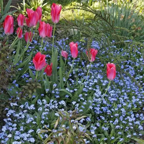 Незабудки в компании тюльпанов