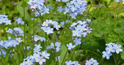 Лесные незабудки