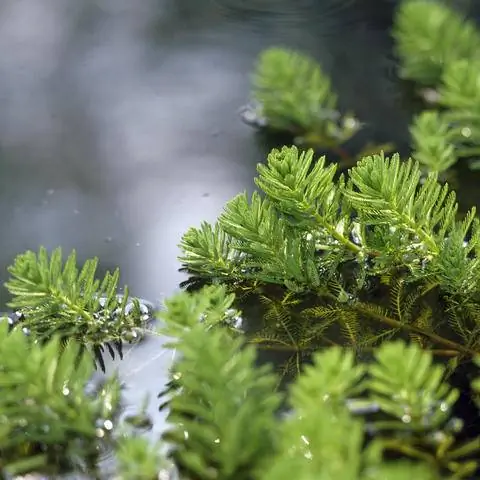 Завитая тысячелистник в садовом пруду