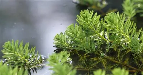 Молочай мутовчатый