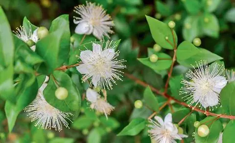 Мирт с белыми ароматными цветами