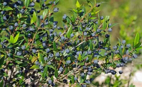 плоды мирта