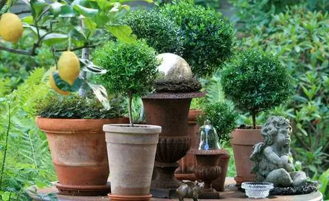 Растения мирта в горшках