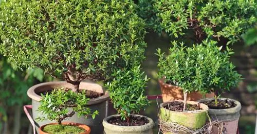 Мирт, свадебный мирт