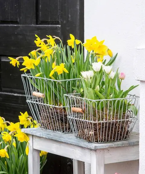 Нарциссы в декоративных корзинах