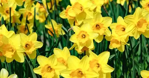 Нарцисс, Желтый нарцисс