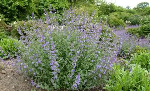 Кровать из голубой кошачьей мяты