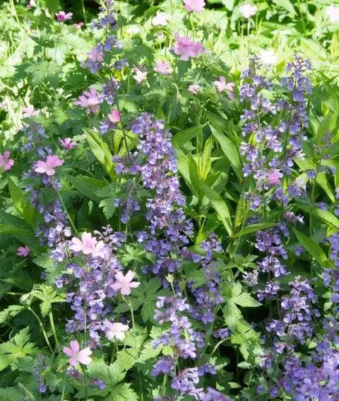 "Гигант Шести Холмов"