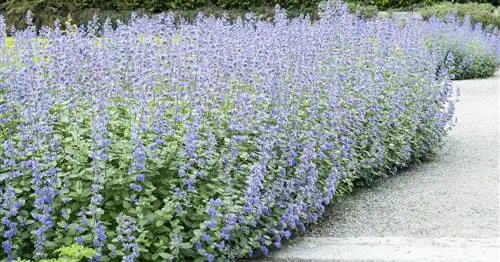 Синяя кошачья мята