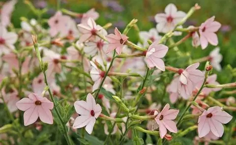 Табак декоративный ‘Havana Appleblossom’