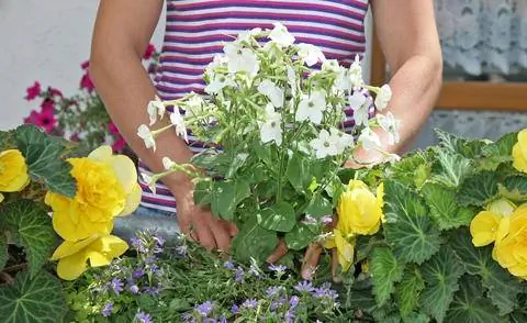 Декоративный табак популярен как балконный цветок.