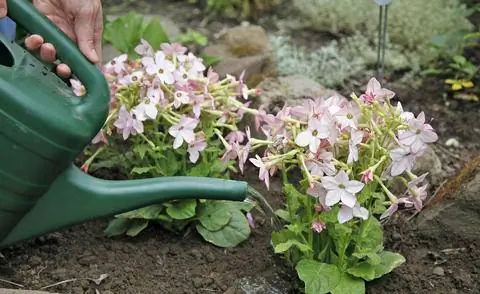 Регулярно поливайте декоративный табак