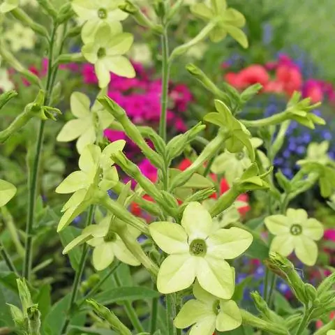 Сорт декоративного табака 'Vip Yellow'