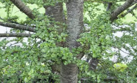 Ложный бук Nothofagus с зеленой листвой