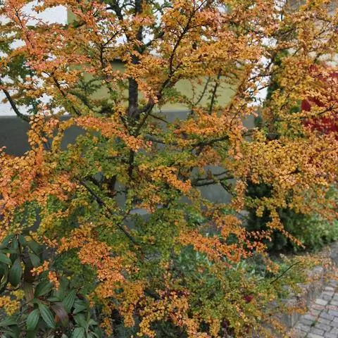 Ложный бук Nothofagus с осенними цветами