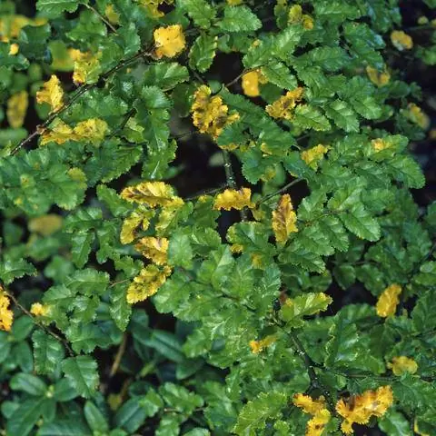 Бук имеет очень красивую темно-зеленую блестящую листву.