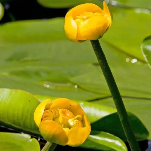 золотисто-желтые цветы водяной лилии