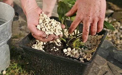 Кувшинка в корзине с растениями