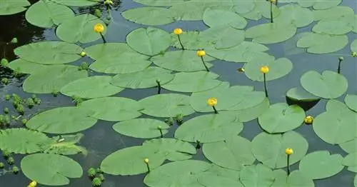 Кувшинка, Муммель