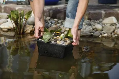 Посадите кувшинки в садовом пруду