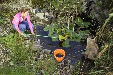 уход за водяной лилией