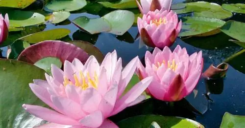 Садовые кувшинки