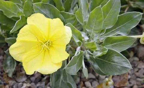 Цветок вечерней примулы Миссури