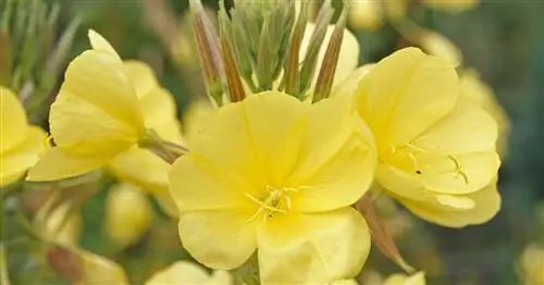 Примула вечерняя Миссури