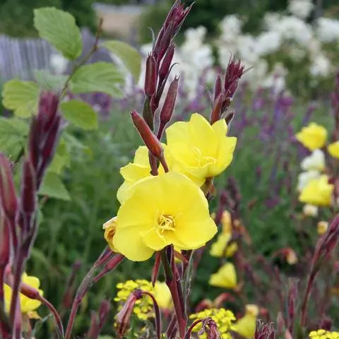 Цветы высокой вечерней примулы