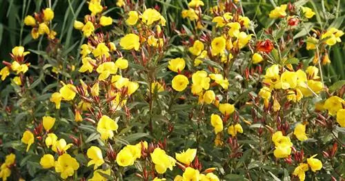 Примула вечерняя большая