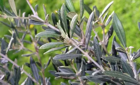 ветка оливкового дерева