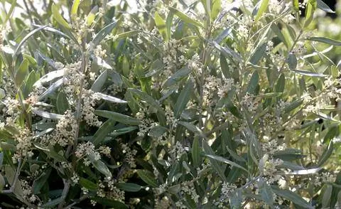 Цветущее оливковое дерево