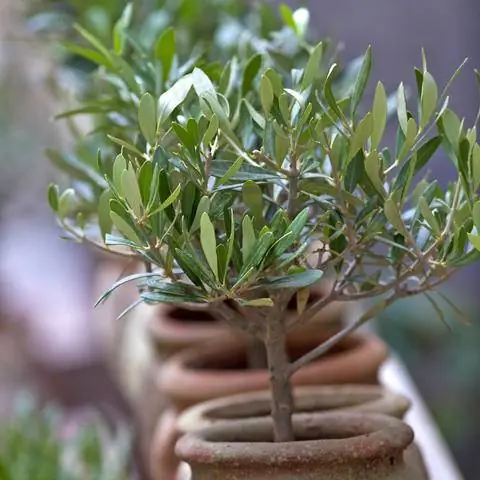 Небольшое оливковое дерево в горшке