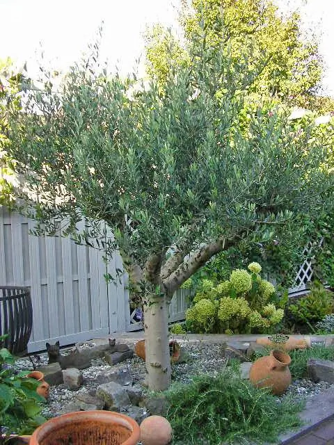 Оливковое дерево в собственном саду