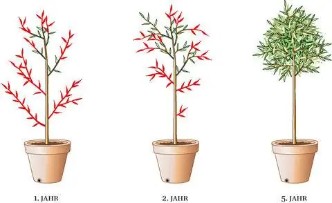 обрезка оливкового дерева