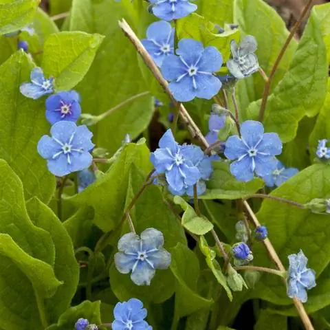 весенний мемориал голубые цветы