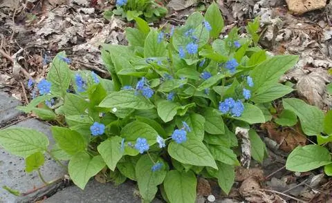 Омфалоды верна