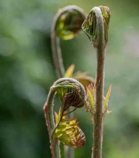Королевский папоротник