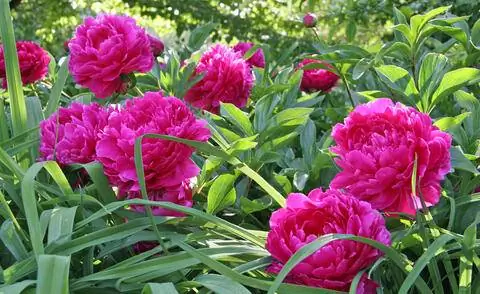 Paeonia officinalis 'Rosea Plena'