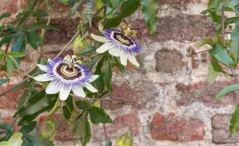 Цветы Passiflora caerulea Цветы Passiflora caerulea