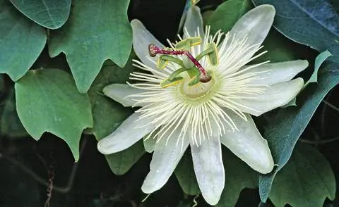 Passiflora cearulea 'Constance Elliott' Passiflora cearulea 'Constance Elliott'
